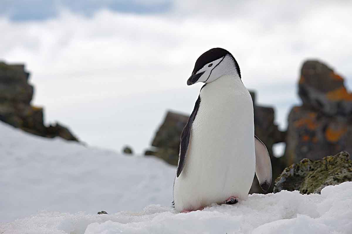 the-typing-girl-animals-penguins-photo-by-DSD