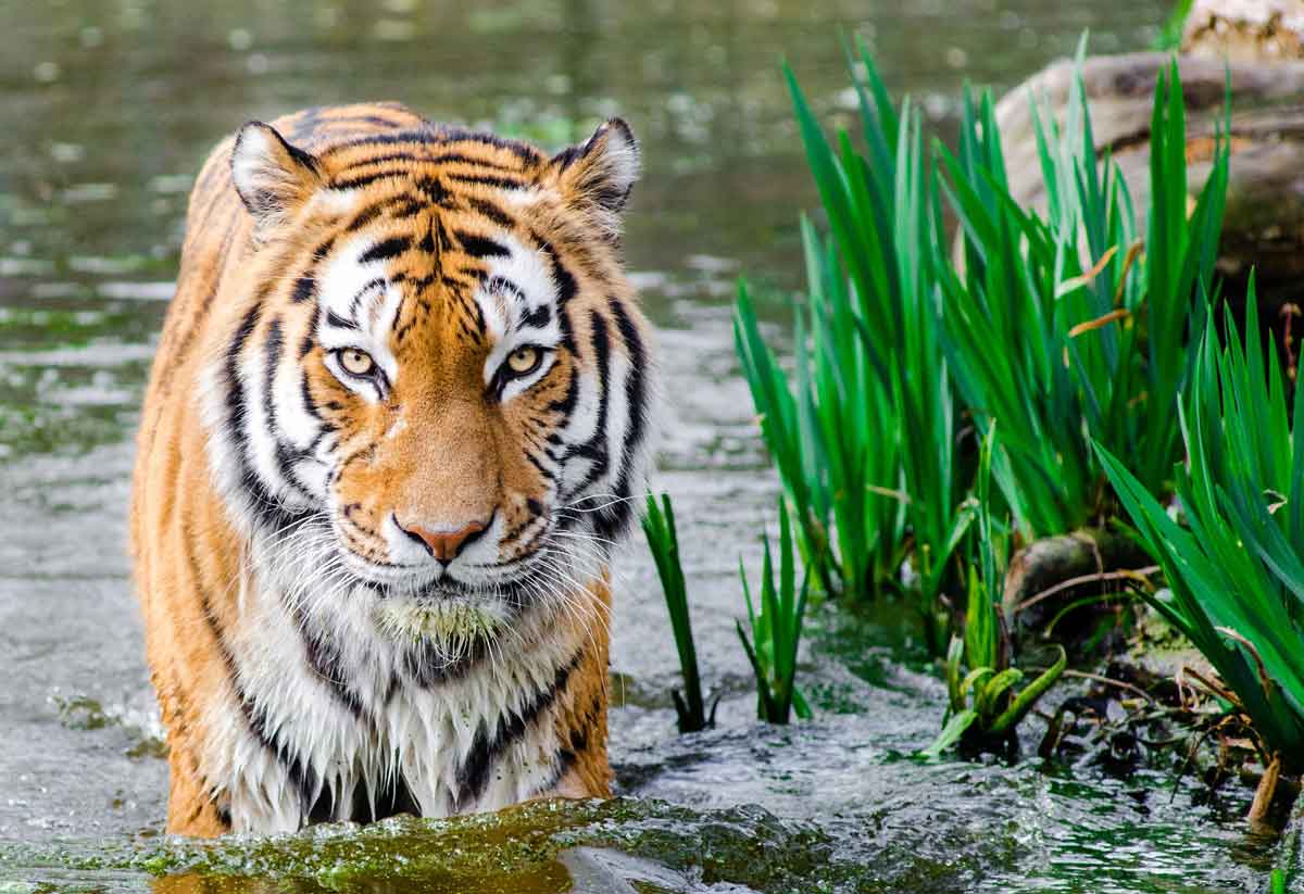 tiger-in-the-water-the-typing-girl